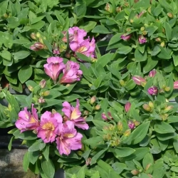 Alstremeria 'Inca Purple' – sadzonka